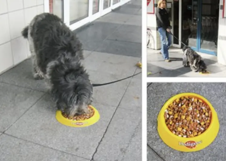 Pedigree's 3D street sticker